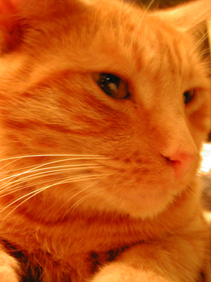 cat_ginger_face