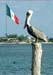 mexico_flag_pelican